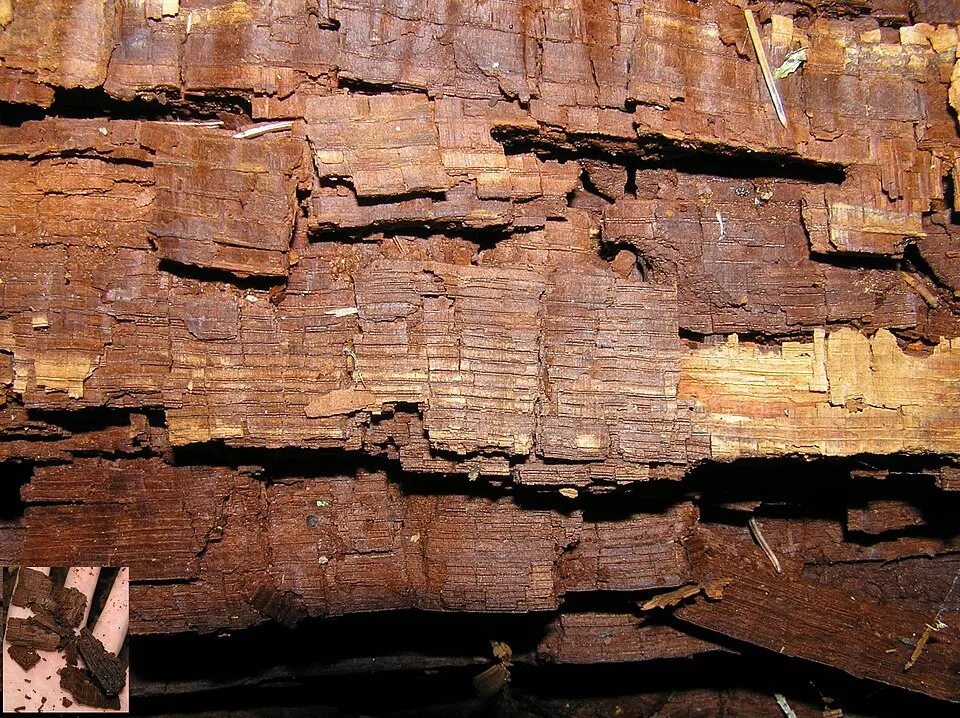 Close-up of brown, cracked, decayed wood